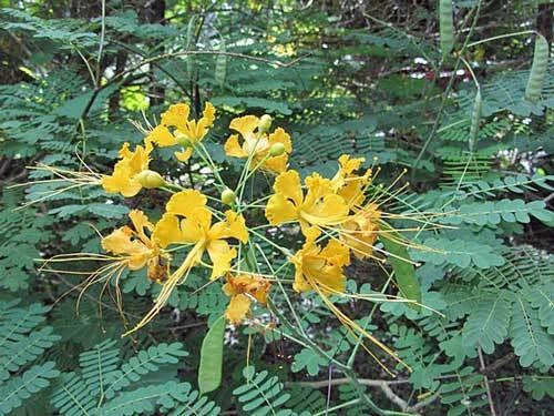 Caesalpinia pulcherrima Yellow Mexican Bird of Paradise Seeds heirloom non-gmo seeds