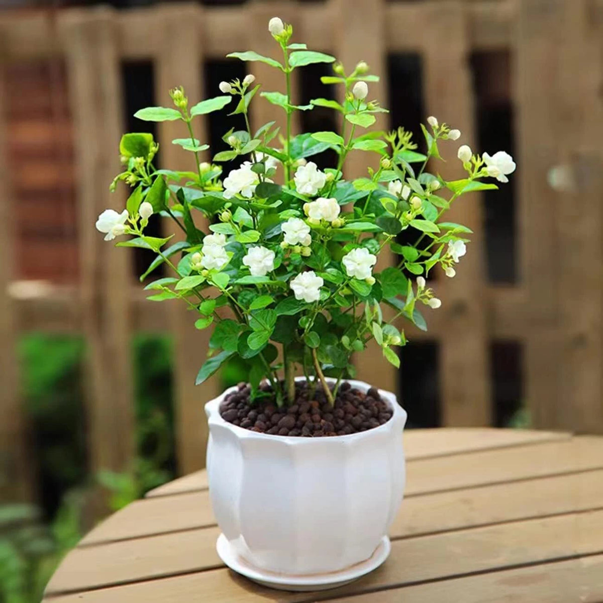 Climbing Jasmine Flower Seeds Fragrant Plant for Planting Garden Home – Heirloom, Non-GMO, High Germination Organic Garden Seeds