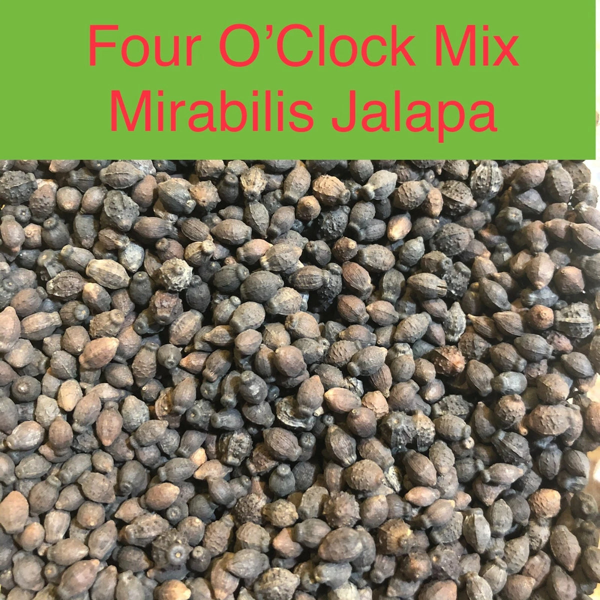 Four O Clock FORMULA Mix Perennial Pink Red Yellow White Flowers Seeds – Heirloom, Non-GMO, High Germination Organic Garden Seeds
