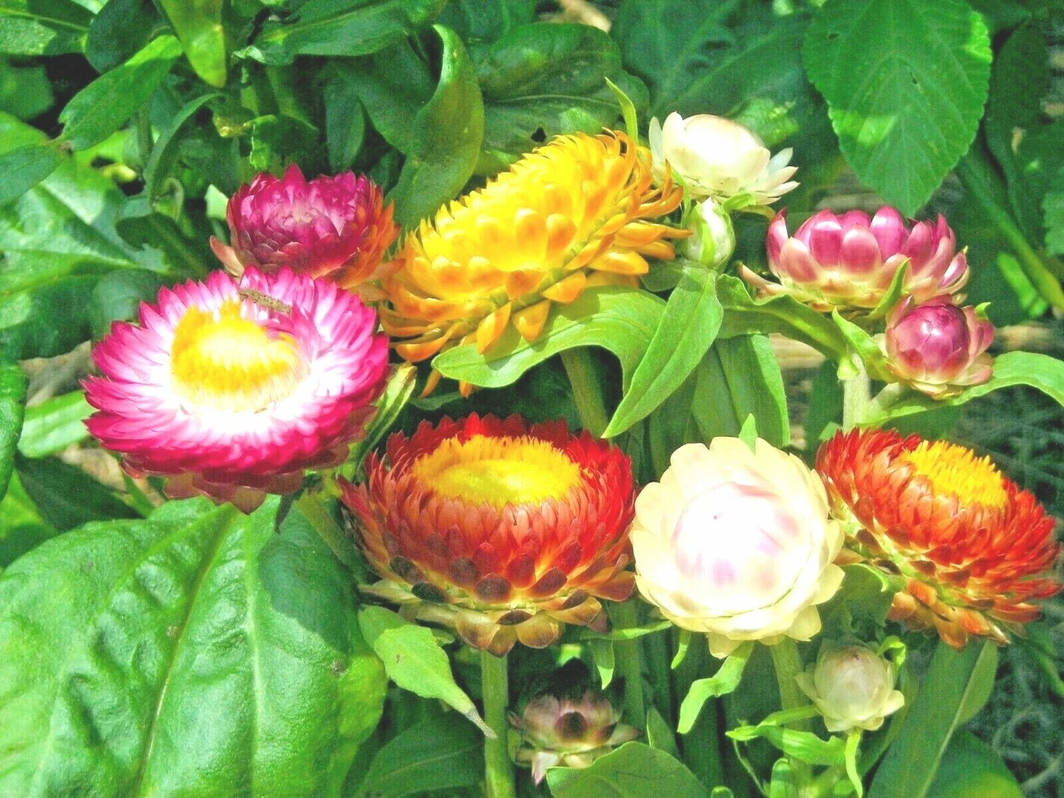 STRAWFLOWER MIX Flower Seeds Wildflower Dried Cut Flowers Garden Container – Heirloom, Non-GMO, High Germination Organic Garden Seeds