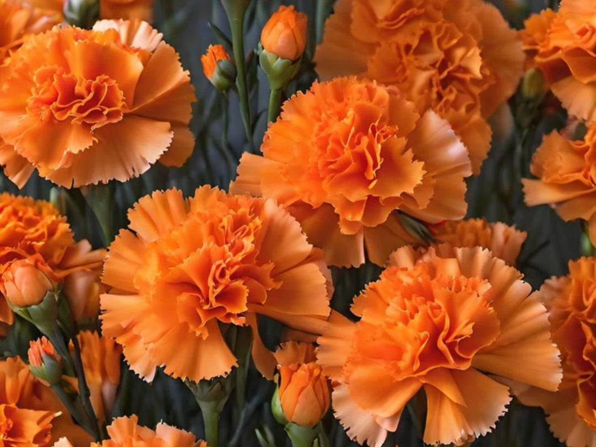 Orange Carnations - Dianthus Seeds – Heirloom, Non-GMO, High Germination Organic Garden Seeds