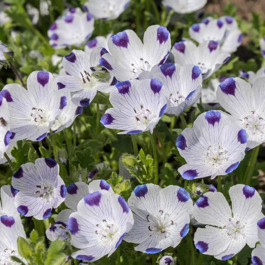 Five Spot Flower Seeds Nemophila maculata Nemophila sp. heirloom non-gmo seeds