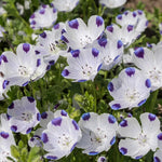 Five Spot Flower Seeds Nemophila maculata Nemophila sp. heirloom non-gmo seeds
