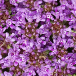 Creeping Thyme PURPLE Groundcover PERENNIAL Flowers Fragrant Seeds heirloom non-GMO seeds