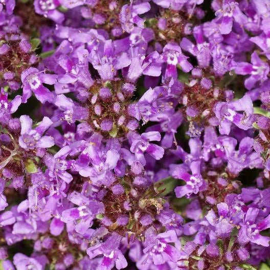 Creeping Thyme PURPLE Groundcover PERENNIAL Flowers Fragrant Seeds heirloom non-GMO seeds