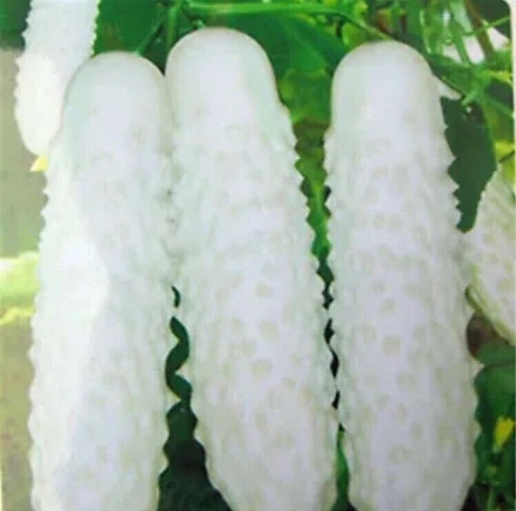 White Cucumber Seeds Cucumis Sativus Vegetable Fruit Home Garden Plant heirloom non-gmo seeds
