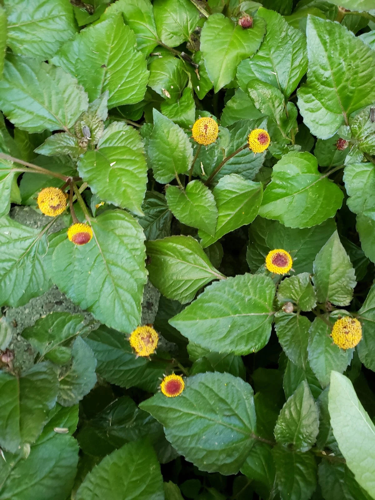 Bullseye Toothache Plant Seeds Count Shipping heirloom non-GMO seeds