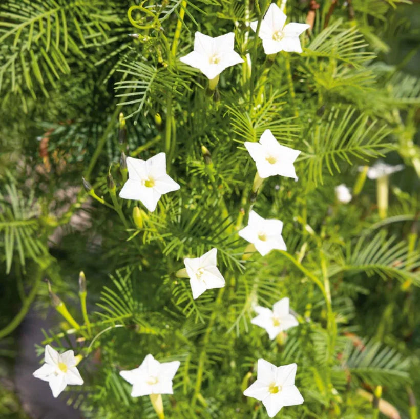 CARDINAL CLIMBER VINE WHITE Flowers Morning Glory Pollinator Attractor Seeds heirloom non-GMO seeds