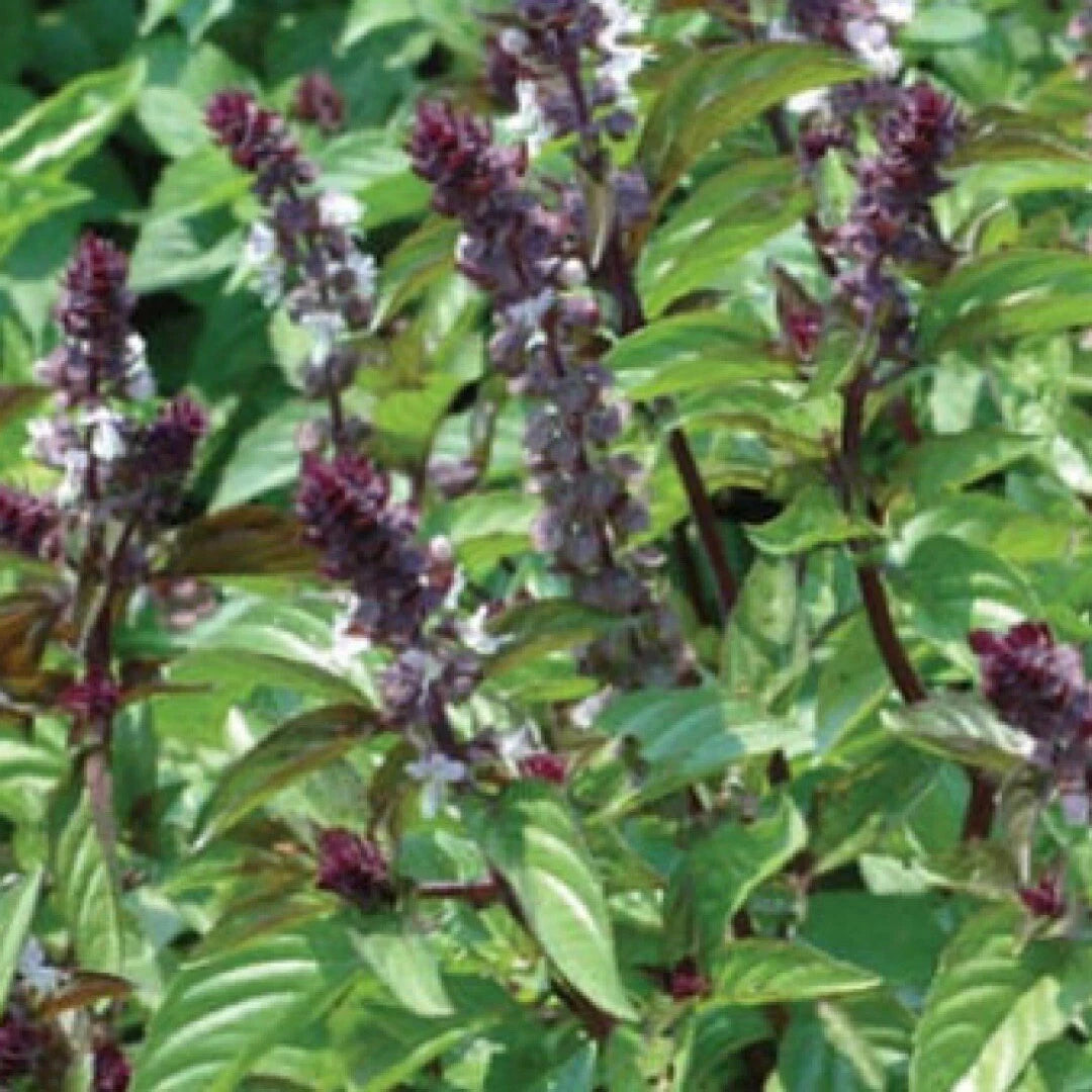 Basil Seeds Cinnamon - Ocimum basilicum SHIPPING heirloom non-GMO seeds