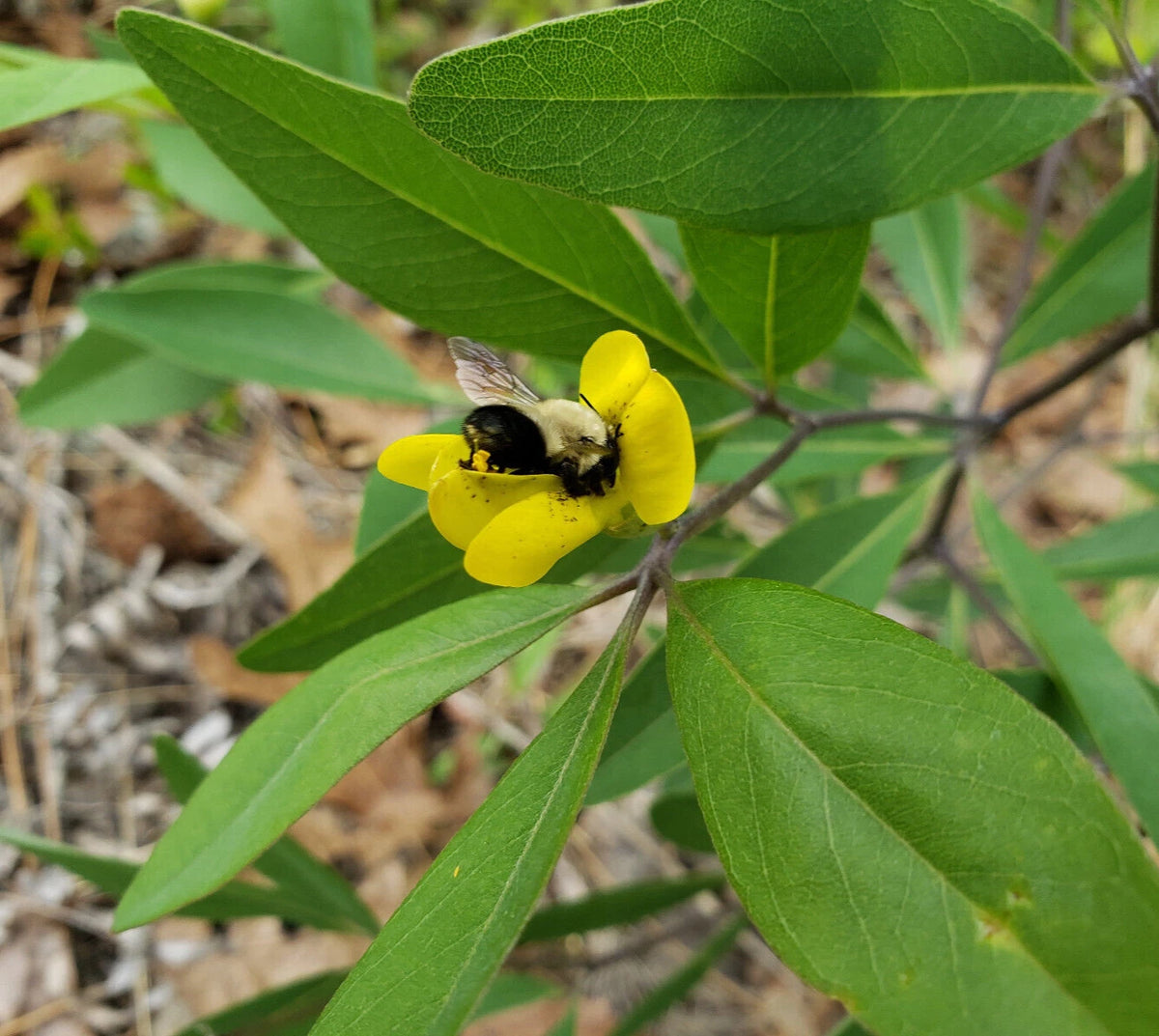 Gopherweed Seeds Baptisia Lanceolata Florida Native Flower Rare Bee ...