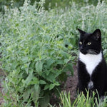 CATNIP Seeds Perennial Herb Cat Lovers Happy Kitty Cat Seeds heirloom non-GMO seeds