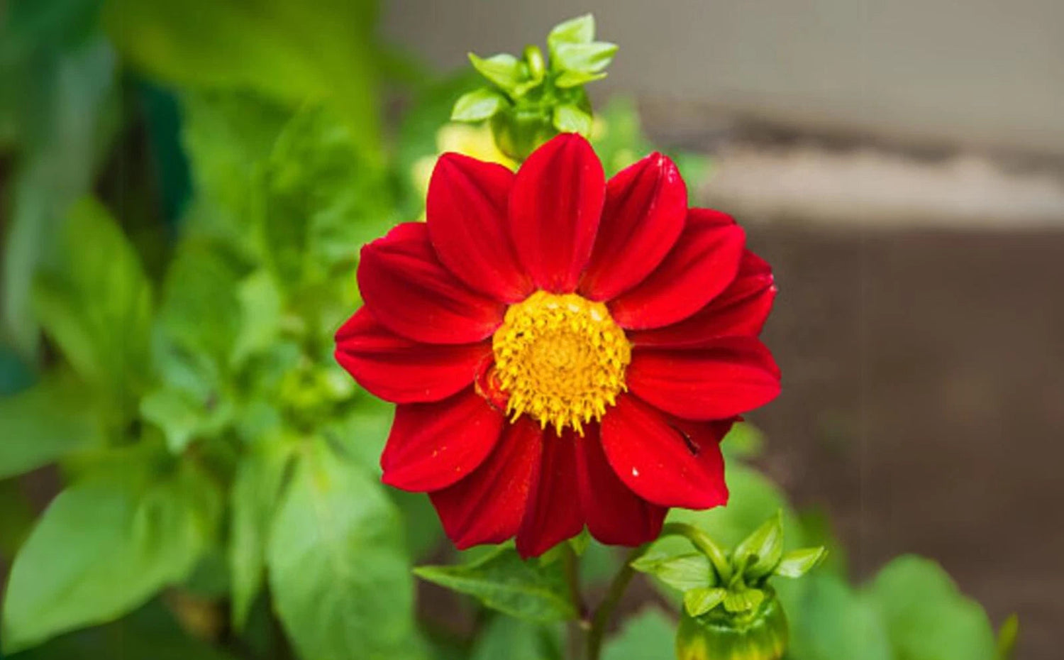 Baby Red Perennial Dahlia Seeds D009 heirloom non-gmo seeds