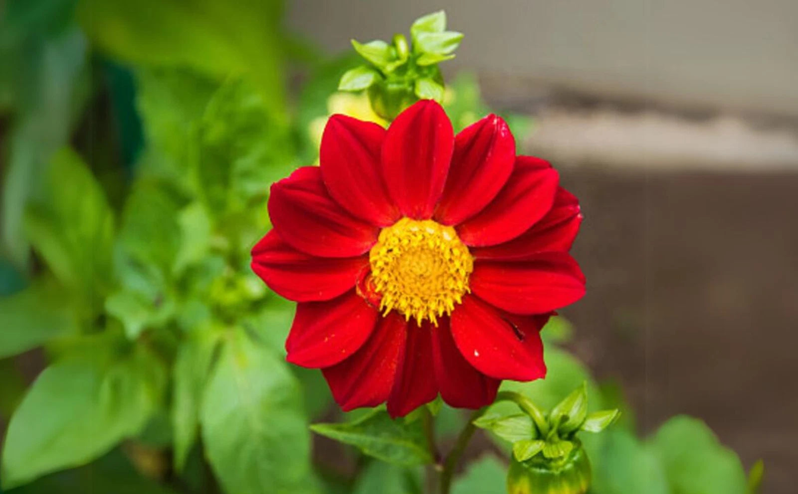 Baby Red Perennial Dahlia Seeds D009 heirloom non-gmo seeds