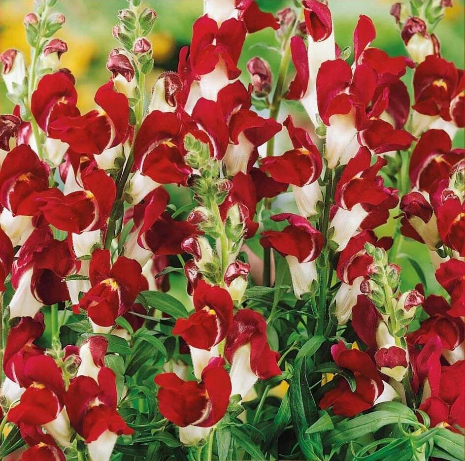 Snapdragon Night and Day seeds – Heirloom, Non-GMO, High Germination Organic Garden Seeds