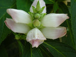 CHELONE GLABRA WHITE TURTLEHEAD FLOWER SEEDS NATIVE Perennial FRESH heirloom non-GMO seeds