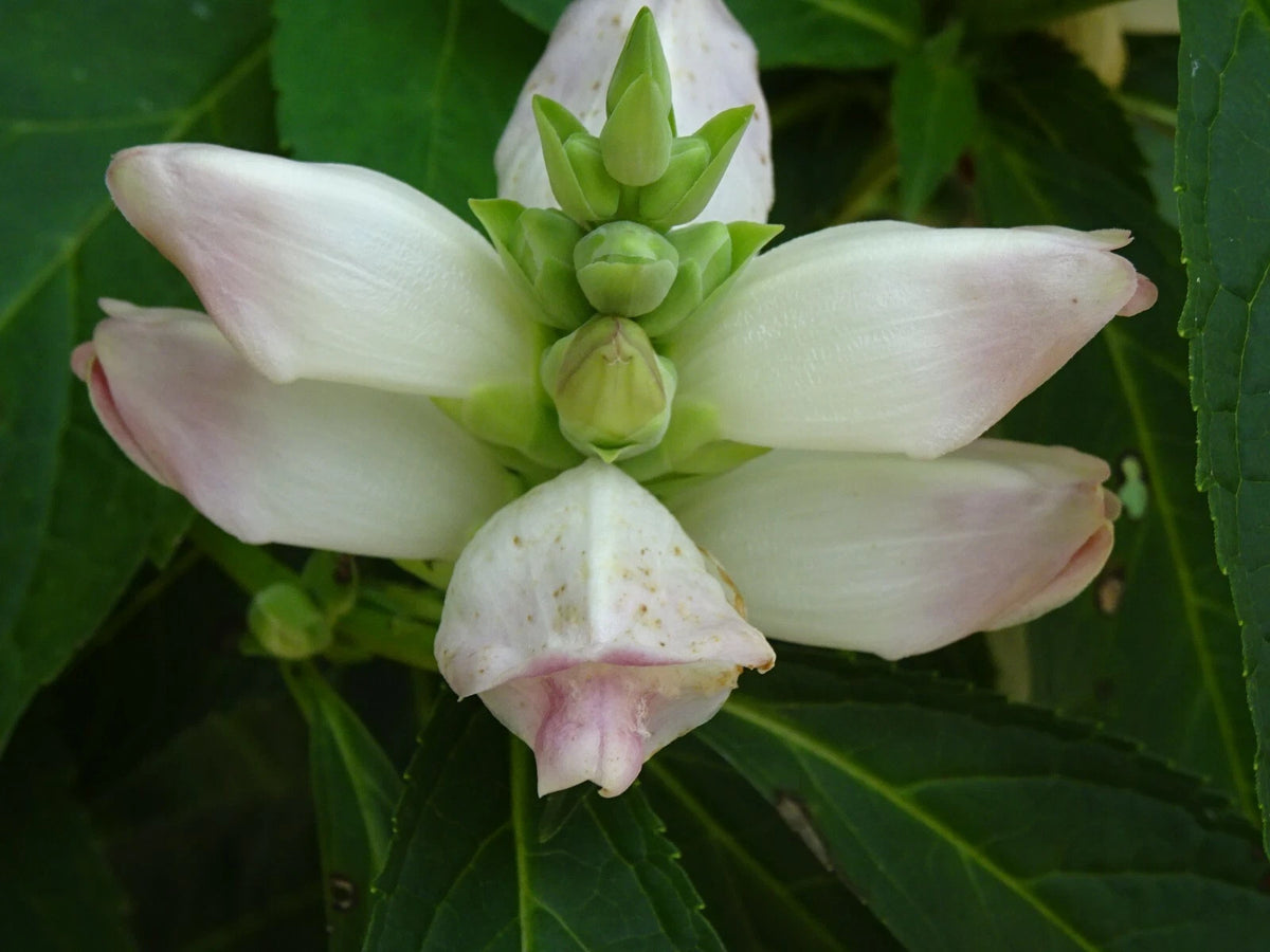 CHELONE GLABRA WHITE TURTLEHEAD FLOWER SEEDS NATIVE Perennial FRESH heirloom non-GMO seeds
