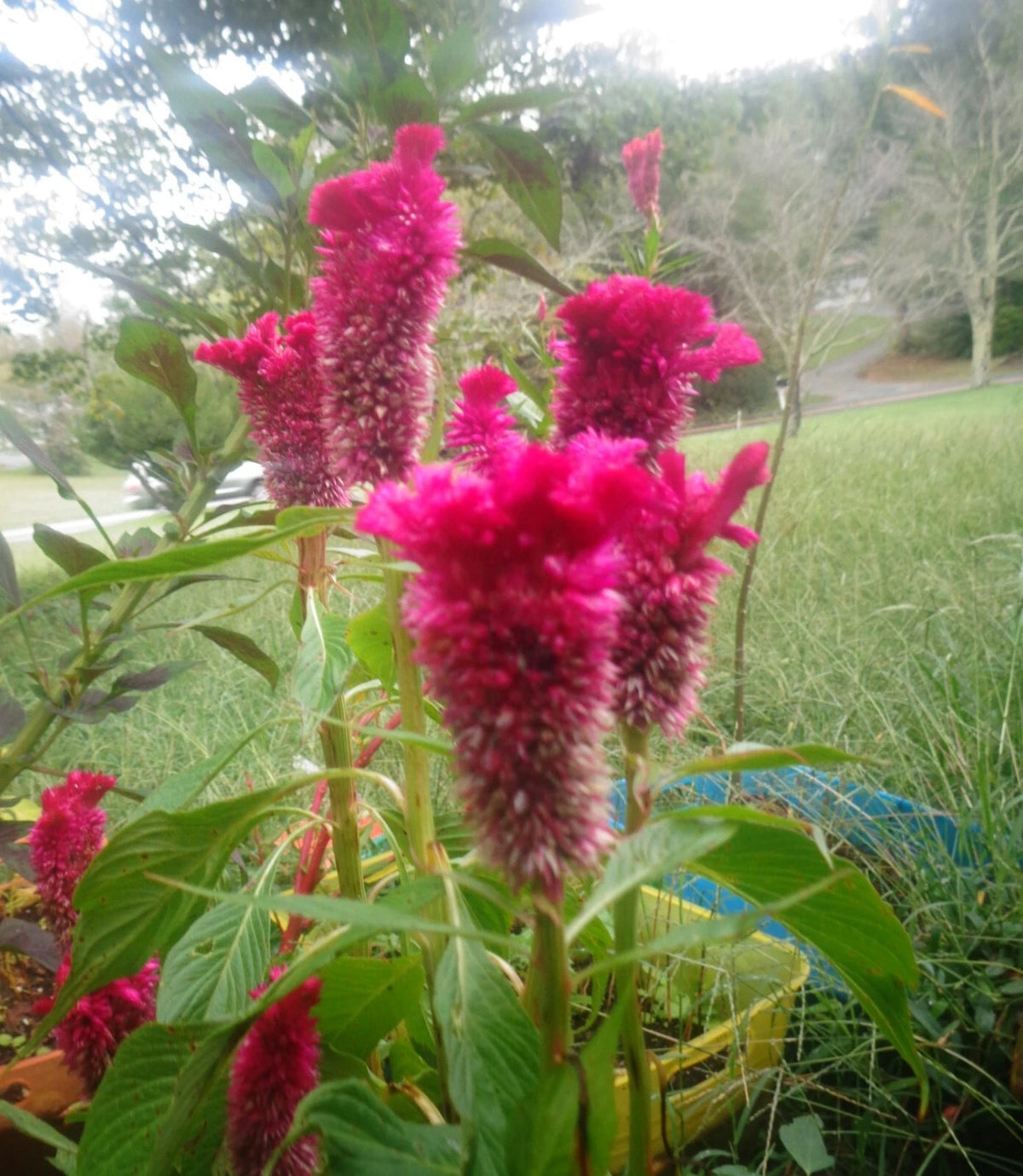 Cockscomb Celosia Cristate Seeds MIXED TYPES & COLORS SEEDS – Heirloom, Non-GMO, High Germination Organic Garden Seeds