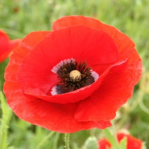 Flanders Field American Legion Red Poppy Seeds For Planting – Heirloom, Non-GMO, High Germination Organic Garden Seeds