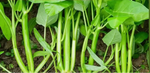 TRIPLE-STEM WATER SPINACH SEEDS Ong Choy Kangkong RAU MUỐNG BA CHẠC heirloom non-GMO seeds