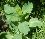 Wild Lettuce Seeds Lactuca serriola Prickly Opium Lettuce Medicinal Herb heirloom non-gmo seeds