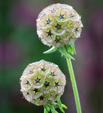 Scabiosa Starflower seeds heirloom non-GMO seeds