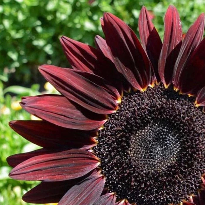 Chocolate Cherry Sunflower Seeds for Planting Garden Seeds Helianthus annuus heirloom non-gmo seeds
