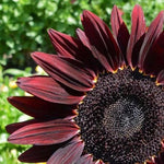 Chocolate Cherry Sunflower Seeds for Planting Garden Seeds Helianthus annuus heirloom non-gmo seeds