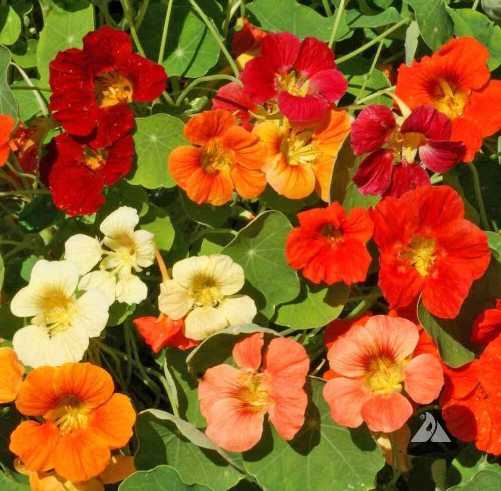 Nasturtium TIP TOP Mix DWARF Vine Red Orange Tubular Edible Seeds Tropaeolum majus heirloom non-gmo seeds