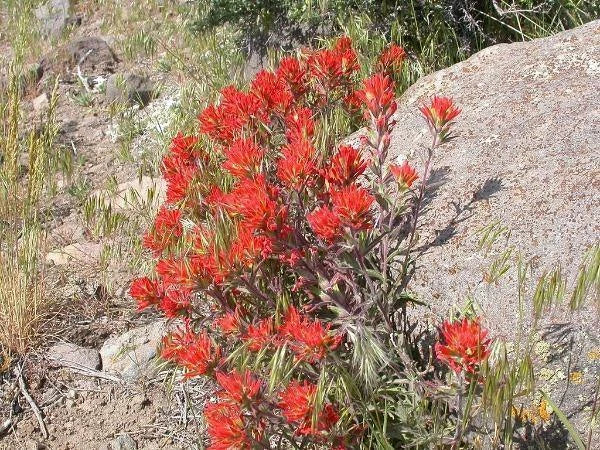 Castilleja chromosa Owl s Clover Seeds – Heirloom, Non-GMO, High Germination Organic Garden Seeds