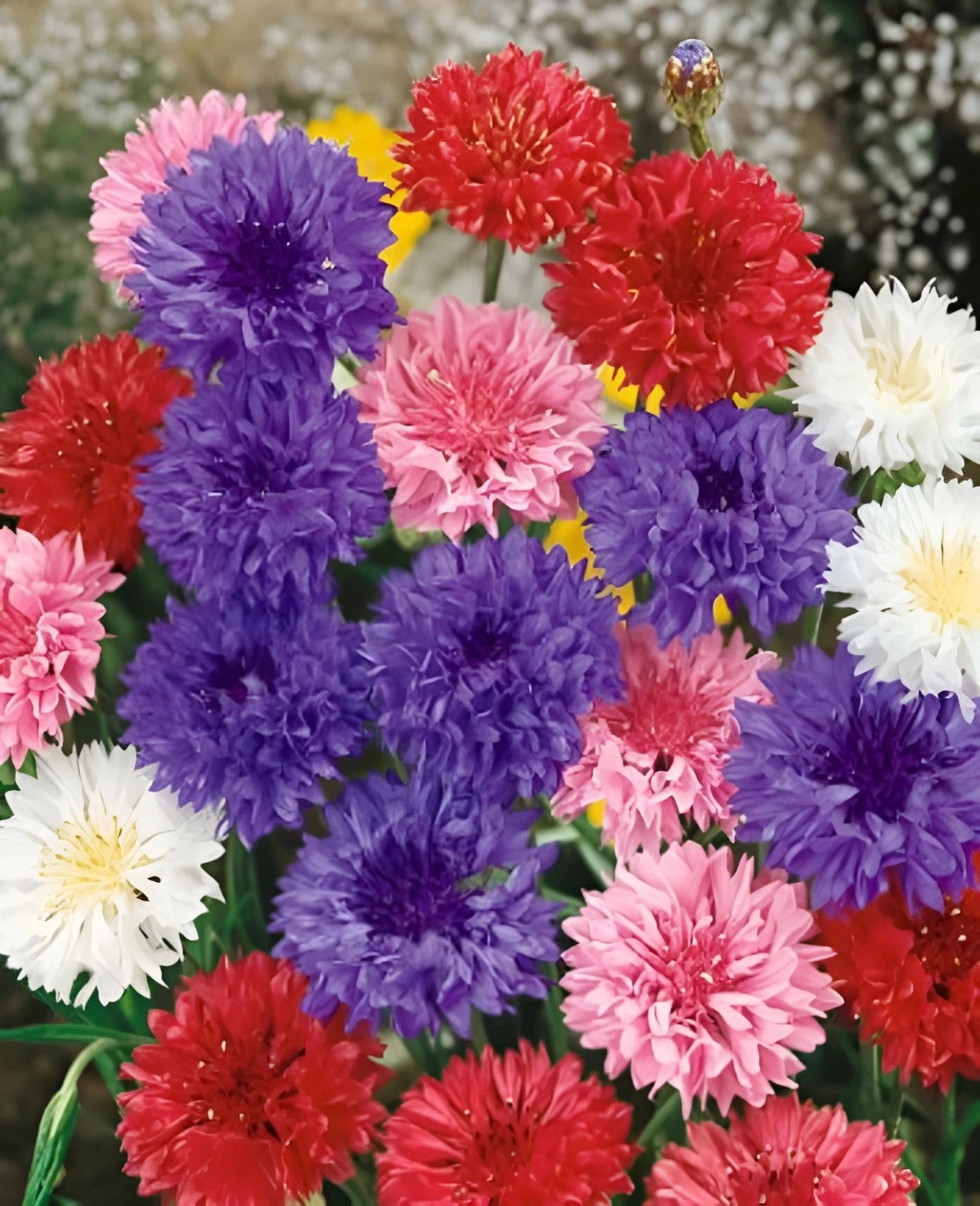 Bachelor Button Polka Dot Mix Seeds - Colorful Annual WIldflower Mix – Heirloom, Non-GMO, High Germination Organic Garden Seeds