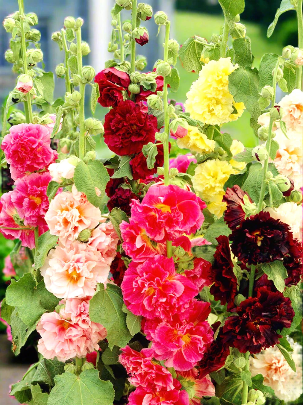 Chater s Double Mix Hollyhock Seeds Double Peony Hollyhock Flower Seed – Heirloom, Non-GMO, High Germination Organic Garden Seeds