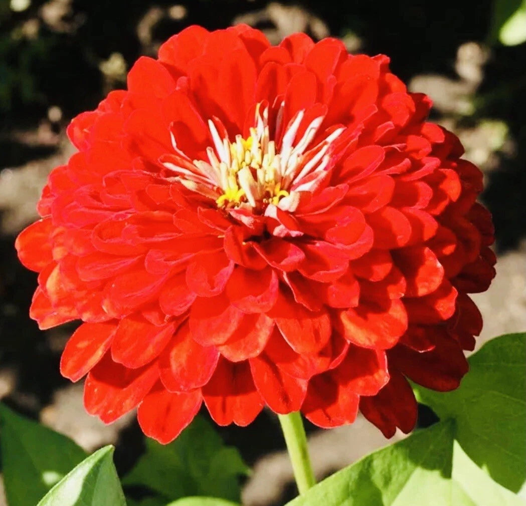 BOGO OFF ZINNIA CHERRY QUEEN FLOWER SEEDS HARVEST SHIPPING Zinnia elegans heirloom non-gmo seeds