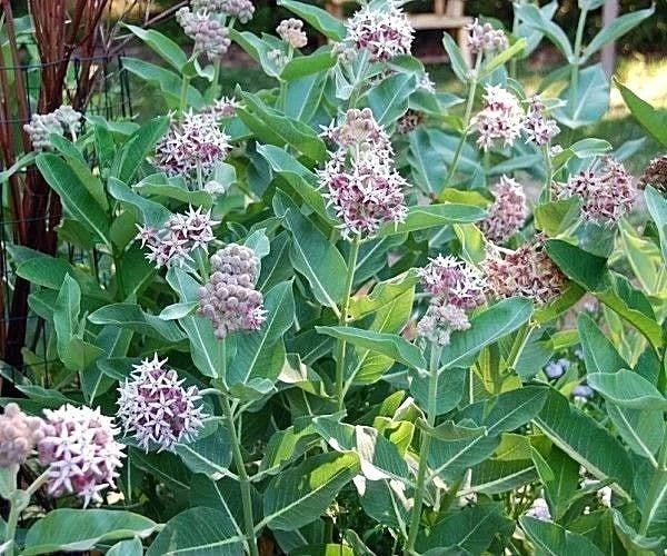 SHOWY MILKWEED Seeds Native Wildflower Container Flower Garden Heat Cold Easy – Heirloom, Non-GMO, High Germination Organic Garden Seeds