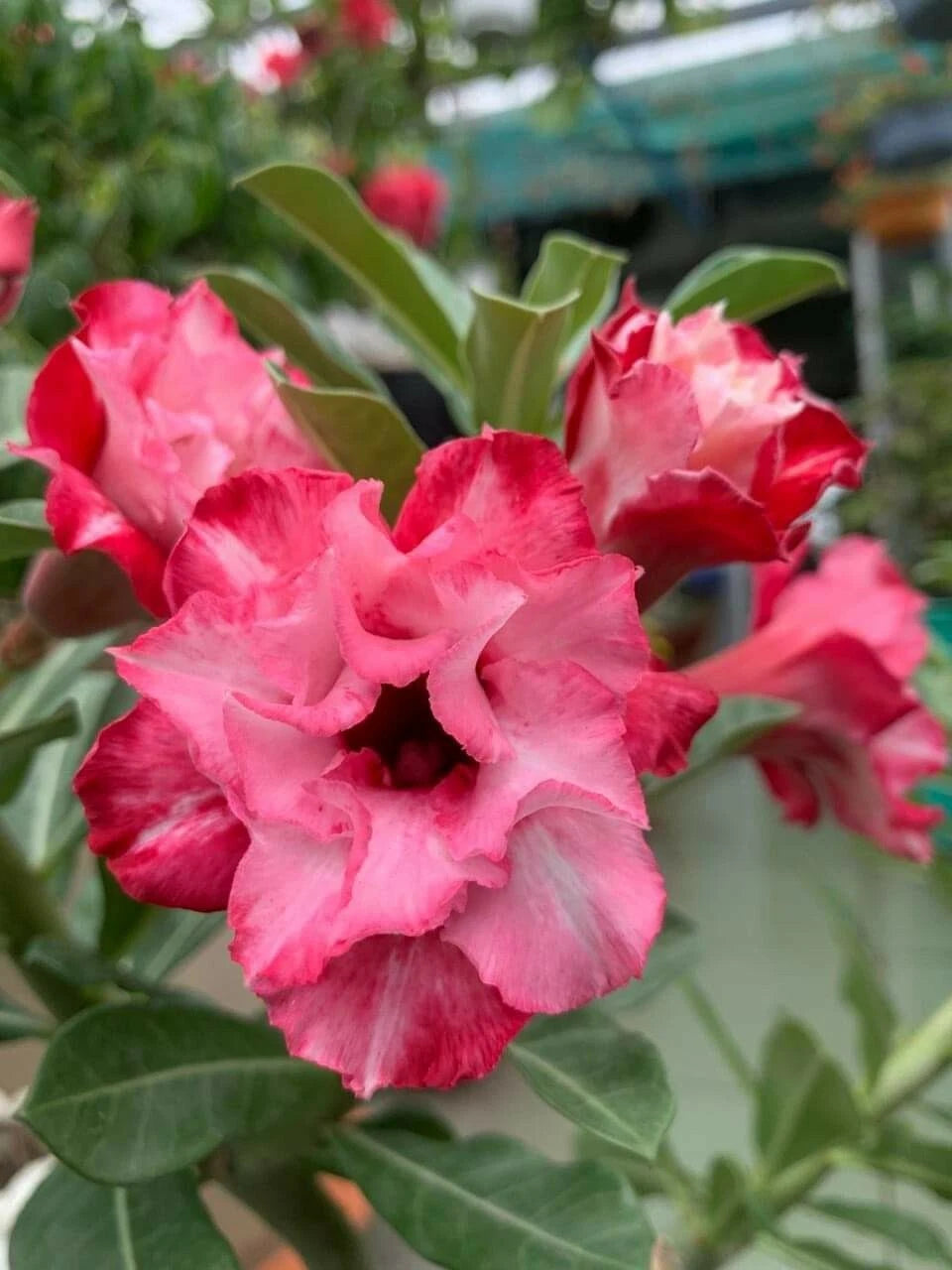 Double Red White Desert Rose Seeds Adenium Obesum Flower Perennial Seeds mix heirloom non-gmo seeds