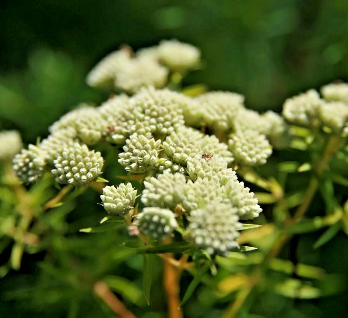 ASCLEPIAS VERTICILLATA Seeds Whorled Milkweed Perennial Butterfly Flower – Heirloom, Non-GMO