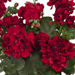 Double Red Geranium Seeds Hanging Basket Perennial Flowers Seed Flower heirloom non-GMO seeds
