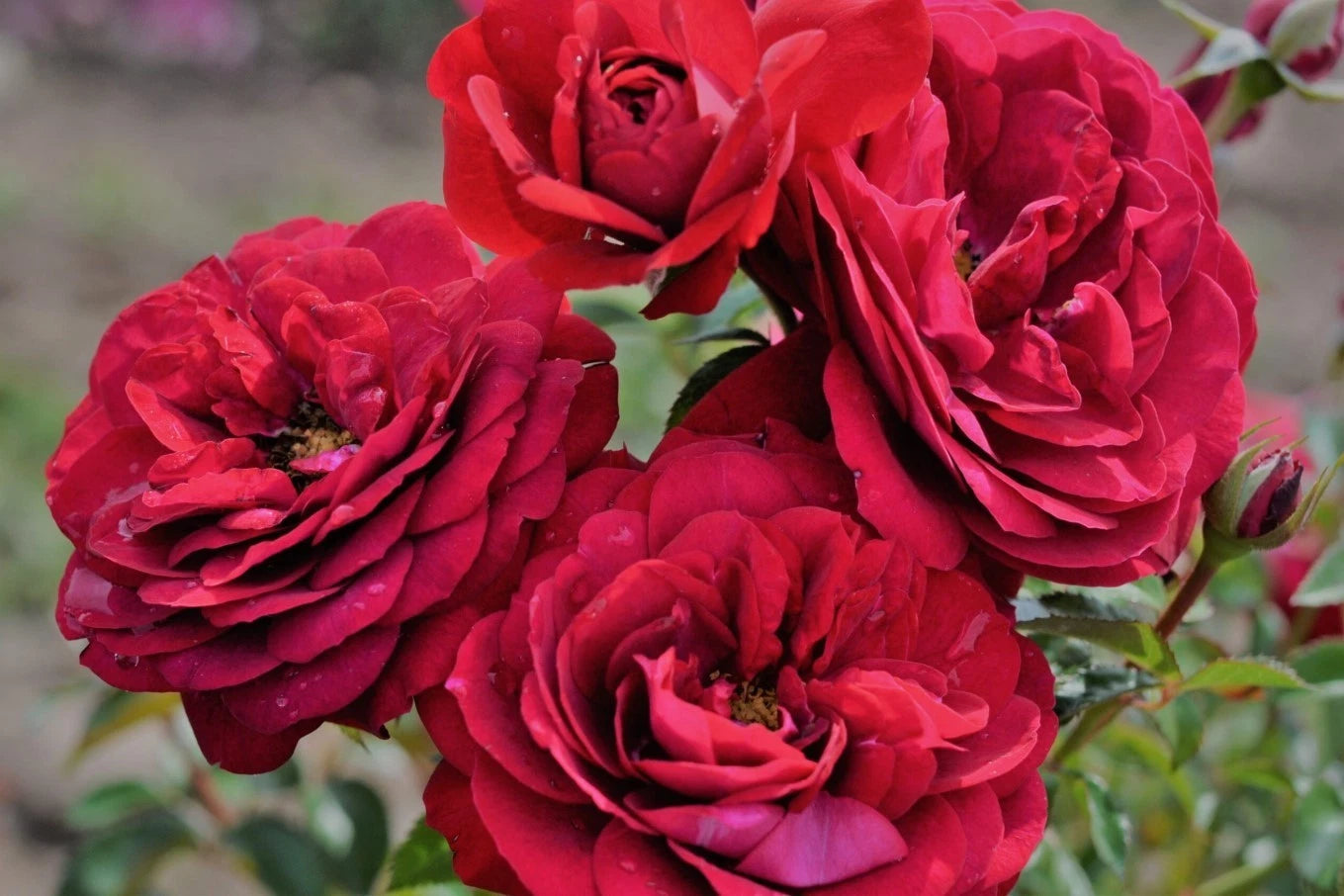 Red Cityscape Bordeaux Rose Seeds - Seeds - Rose Flower Gardening heirloom non-GMO seeds