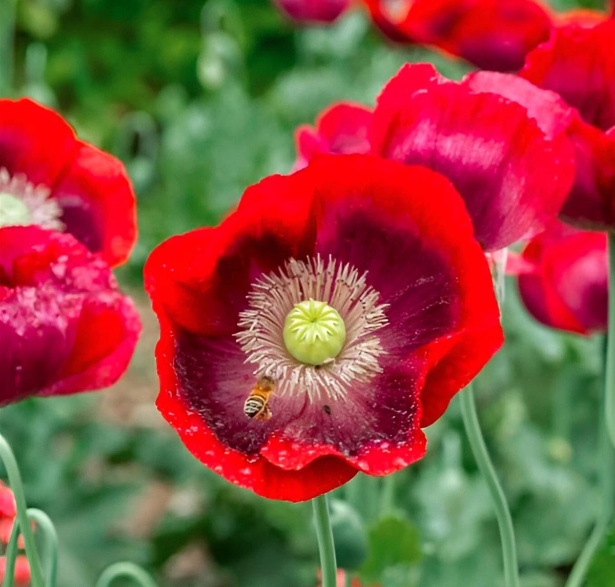 Cherry Glow Poppy Seeds - P Somniferum Giant Candy Apple Red Blooms – Heirloom, Non-GMO, High Germination Organic Garden Seeds