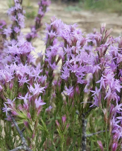 Chapman s Blazing Star Seeds Liatris Chapmanii Florida Native Flower Liatris spicata heirloom non-gmo seeds