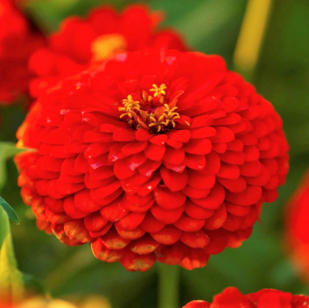 Cherry Queen Red Zinnia Seeds Pollinator Giant Scarlet Rose Flower Seed – Zinnia elegans – Heirloom, Non-GMO