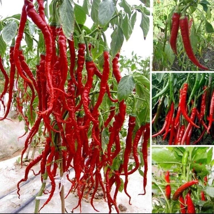 Giant Spicy Red Chili Hot Pepper Seeds heirloom non-GMO seeds