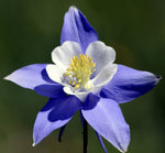 ROCKY MOUNTAIN COLUMBINE FLOWER SEEDS FRESH HARVEST SHIPPING heirloom non-GMO seeds