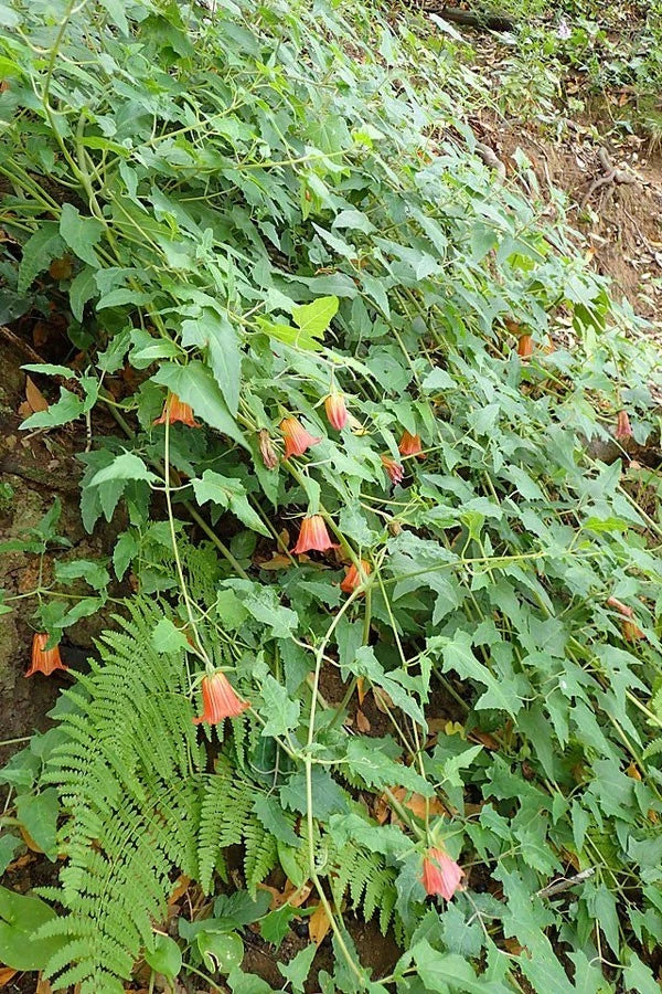 Canarina canariensis Canary Bellflower Seeds – Heirloom, Non-GMO, High Germination Organic Garden Seeds