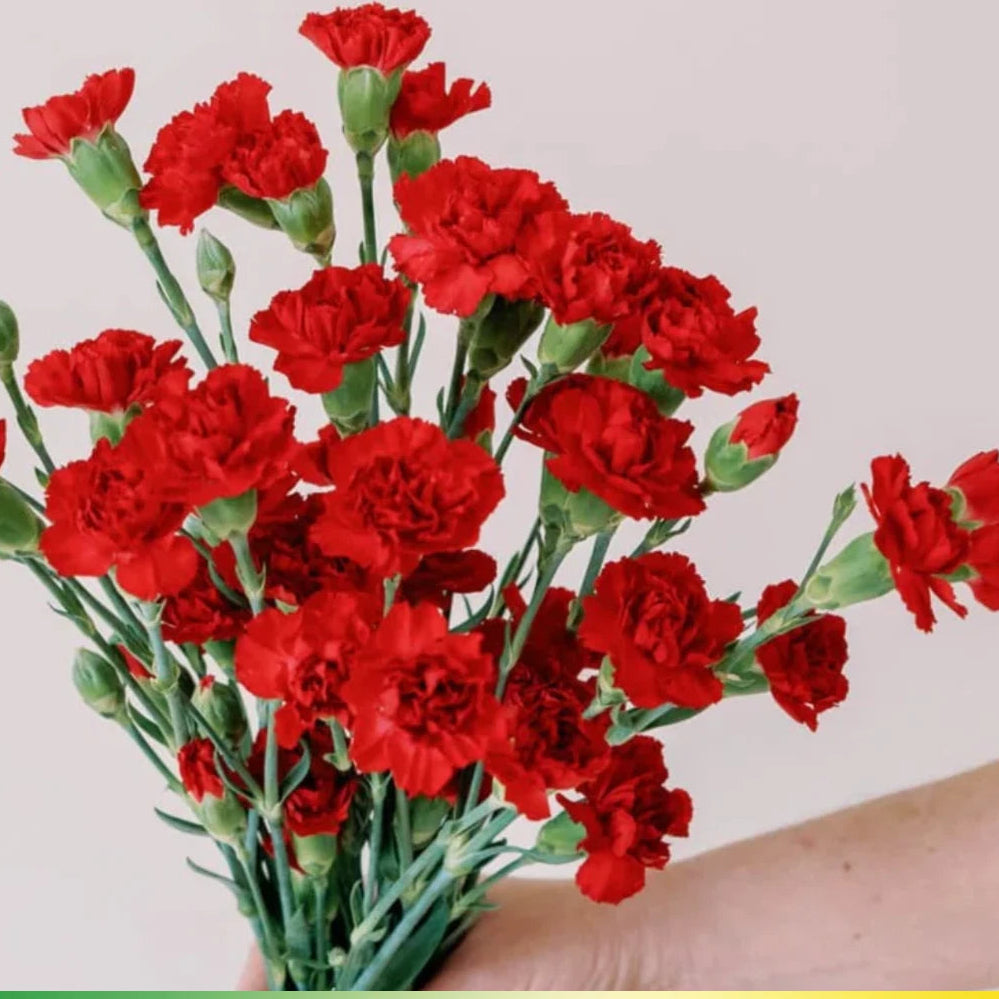 Red Mini Carnations - Dianthus Flowers Seeds heirloom non-gmo seeds