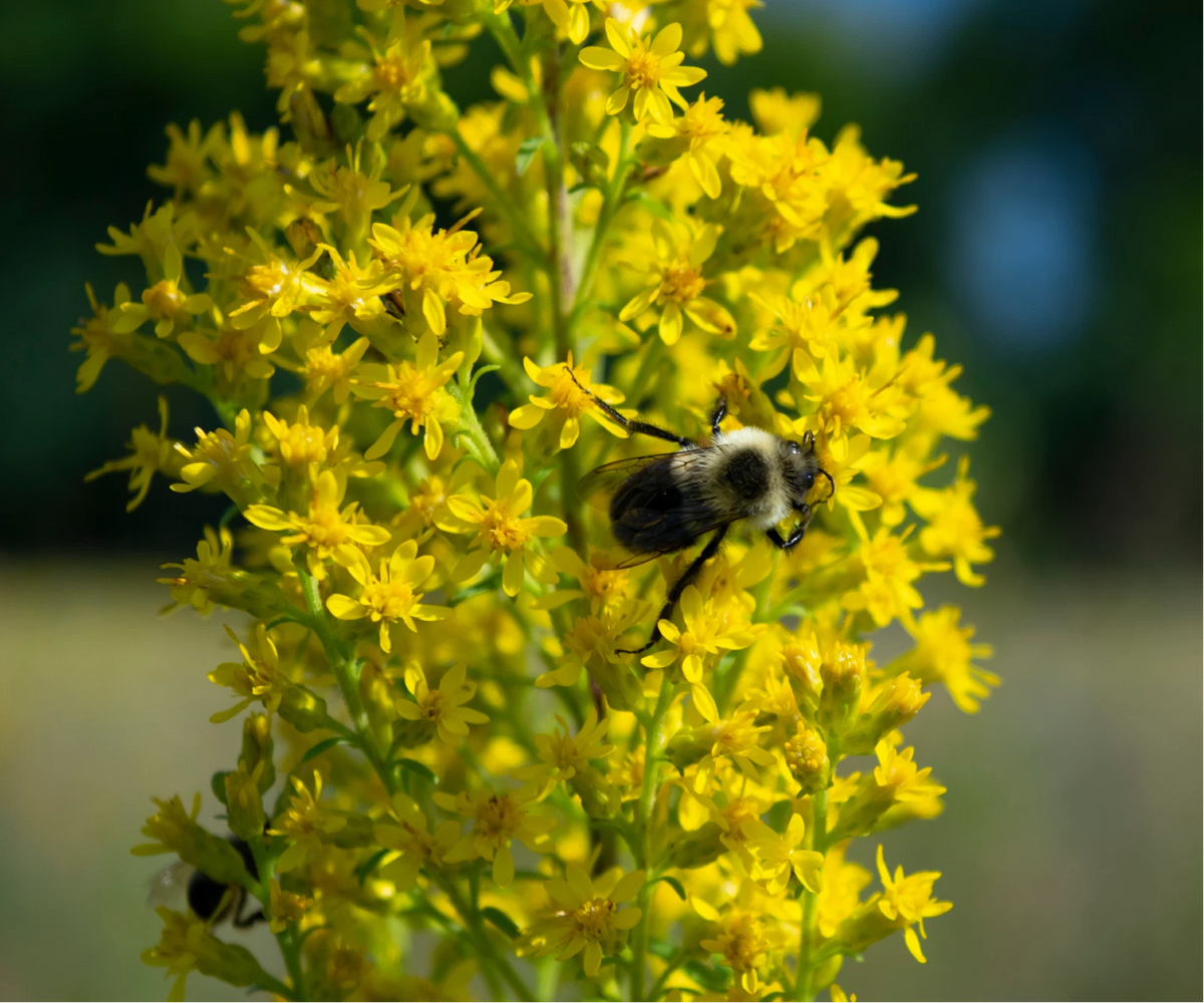 Showy Goldenrod Seeds Solidago speciosa Native Flower & Honeybee Attractor heirloom non-GMO seeds