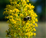 Showy Goldenrod Seeds Solidago speciosa Native Flower & Honeybee Attractor heirloom non-GMO seeds