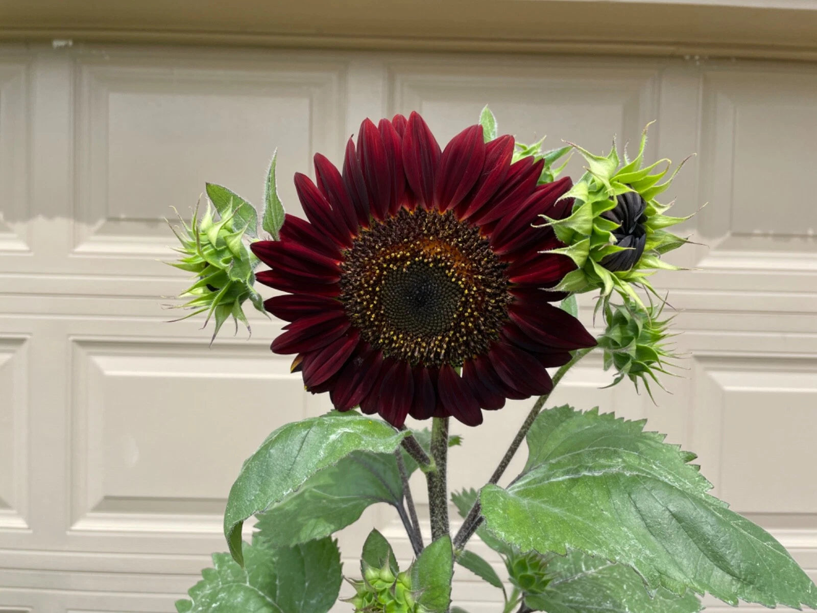 Chocolate Cherry Sunflower seeds Breathtakingly Beautiful Helianthus annuus heirloom non-GMO seeds