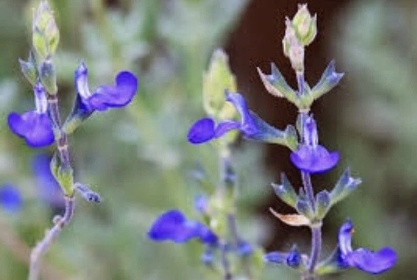 Germander sage Blue Sage Salvia Chamaedryoides- seeds heirloom non-gmo seeds