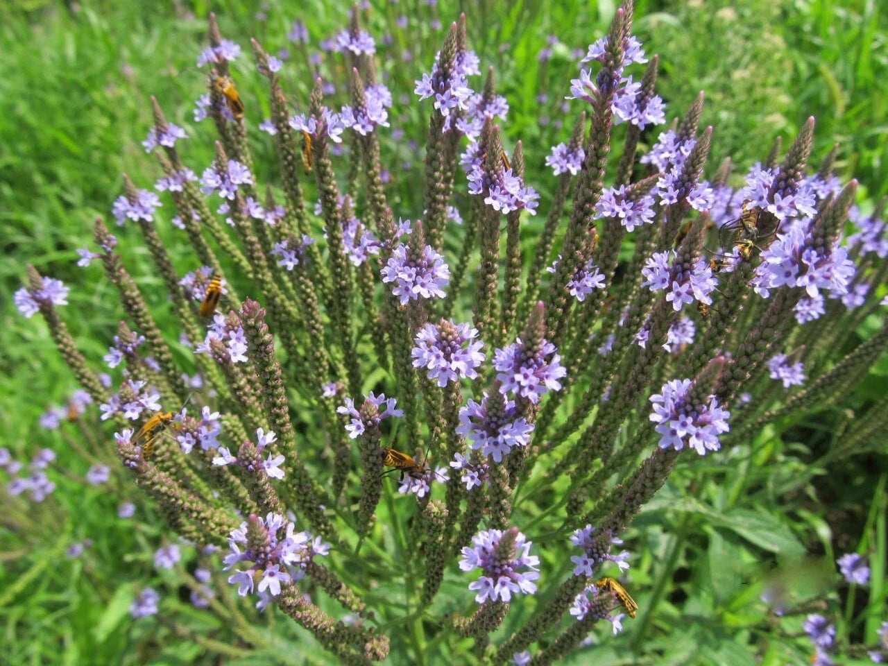 BLUE VERVAIN Seeds Native Wildflower Herb Tea Perennial Drought Garden Easy – Heirloom, Non-GMO, High Germination Organic Garden Seeds