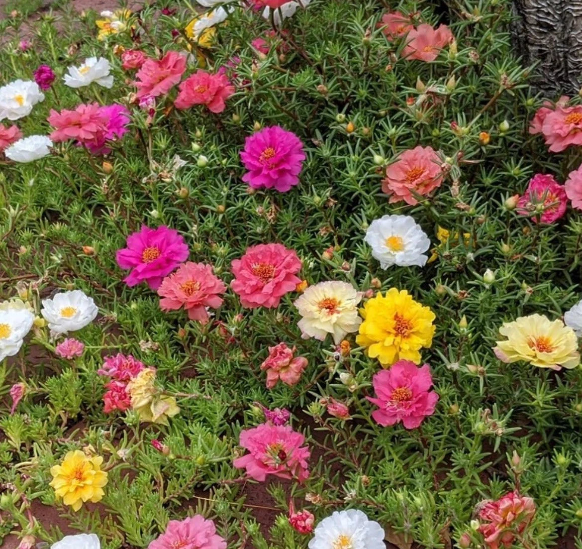 -MIXED MOSS ROSE Vietnam Rose PortulacaGrandiflora Seeds – Heirloom, Non-GMO, High Germination Organic Garden Seeds